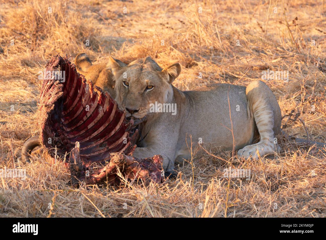 Two lions eat the remains of a Wildebeest  kill in the evening sun of Mikumi national park Stock Photo