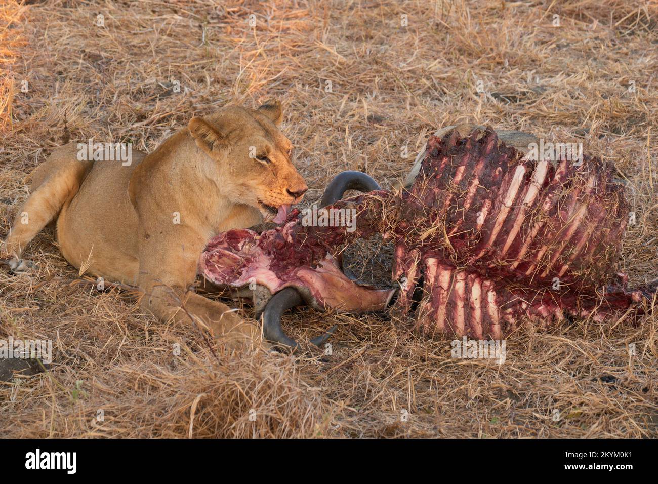 A lion eats the remains of a Wildebeest kill in the evening sun of Mikumi national park Stock Photo