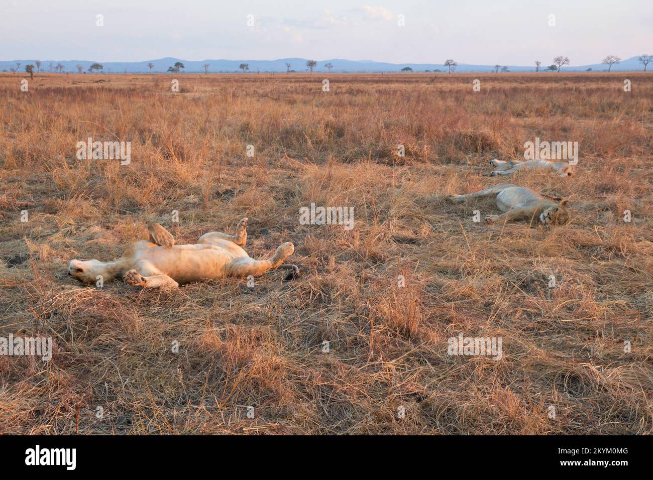Lions sleep in the grass after eating a Wildebeest kill in the evening sun of Mikumi national park Stock Photo