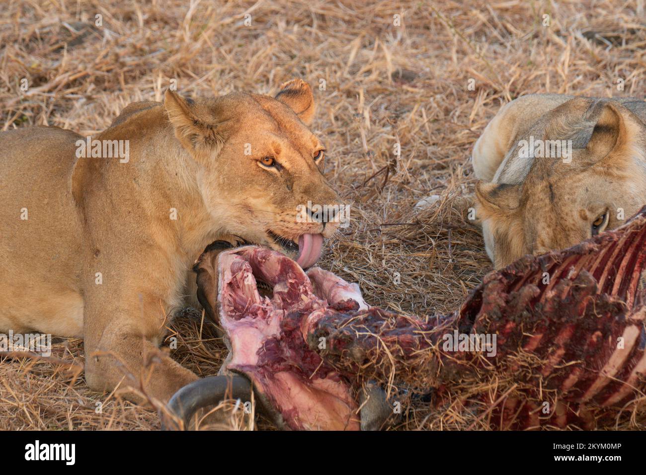 Two lions eat the remains of a Wildebeest kill in the evening sun of Mikumi national park Stock Photo
