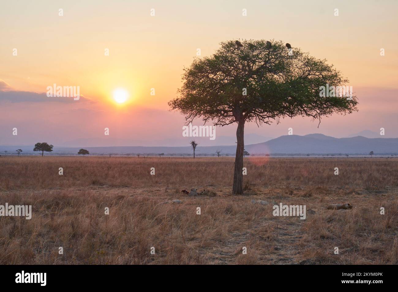 The sun sets as Lions sleep in the grass after eating a Wildebeeste kill  in the evening light of Mikumi national park and vouchers watch from a tree Stock Photo