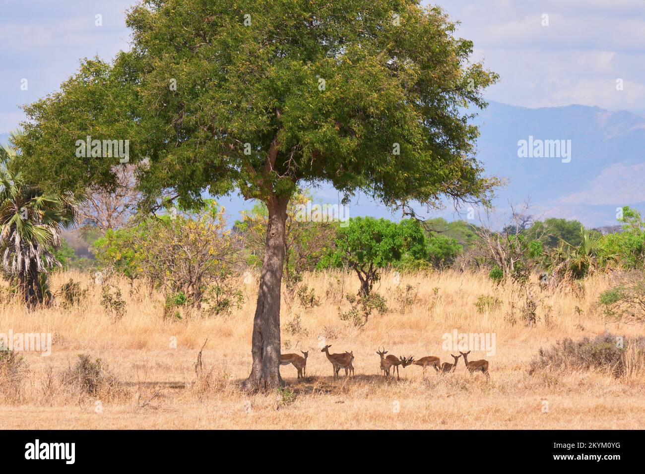 Impala hide from the sun in the shade of a tree,  in the dry grassy plain in the midday heat of  Mikumi National park in dry season Stock Photo