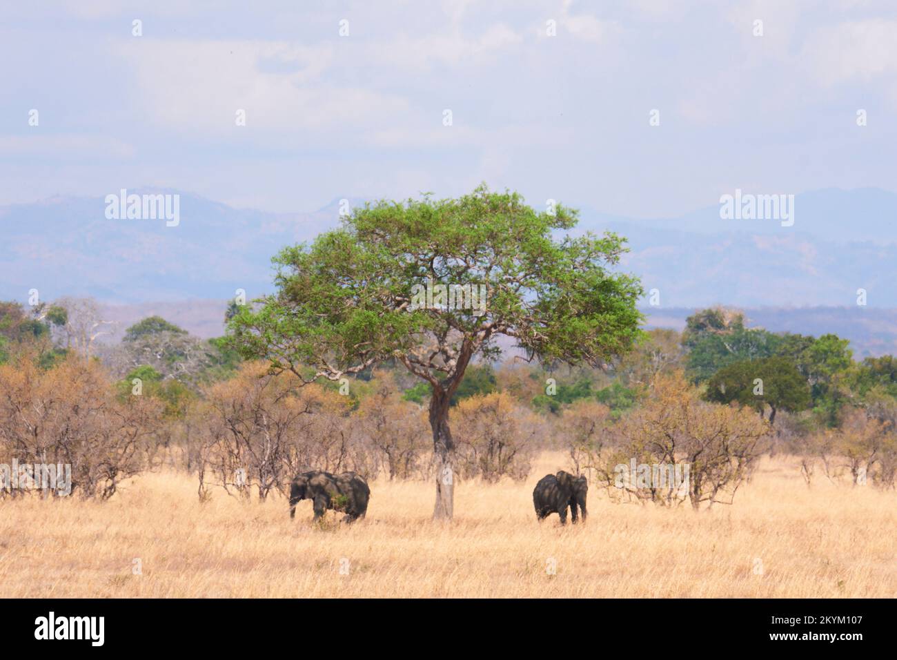 African Bush Elephants hide from the sun in the shade of a tree, seen through the shimmering heat haze  in the dry grassy plain in the midday heat of Stock Photo