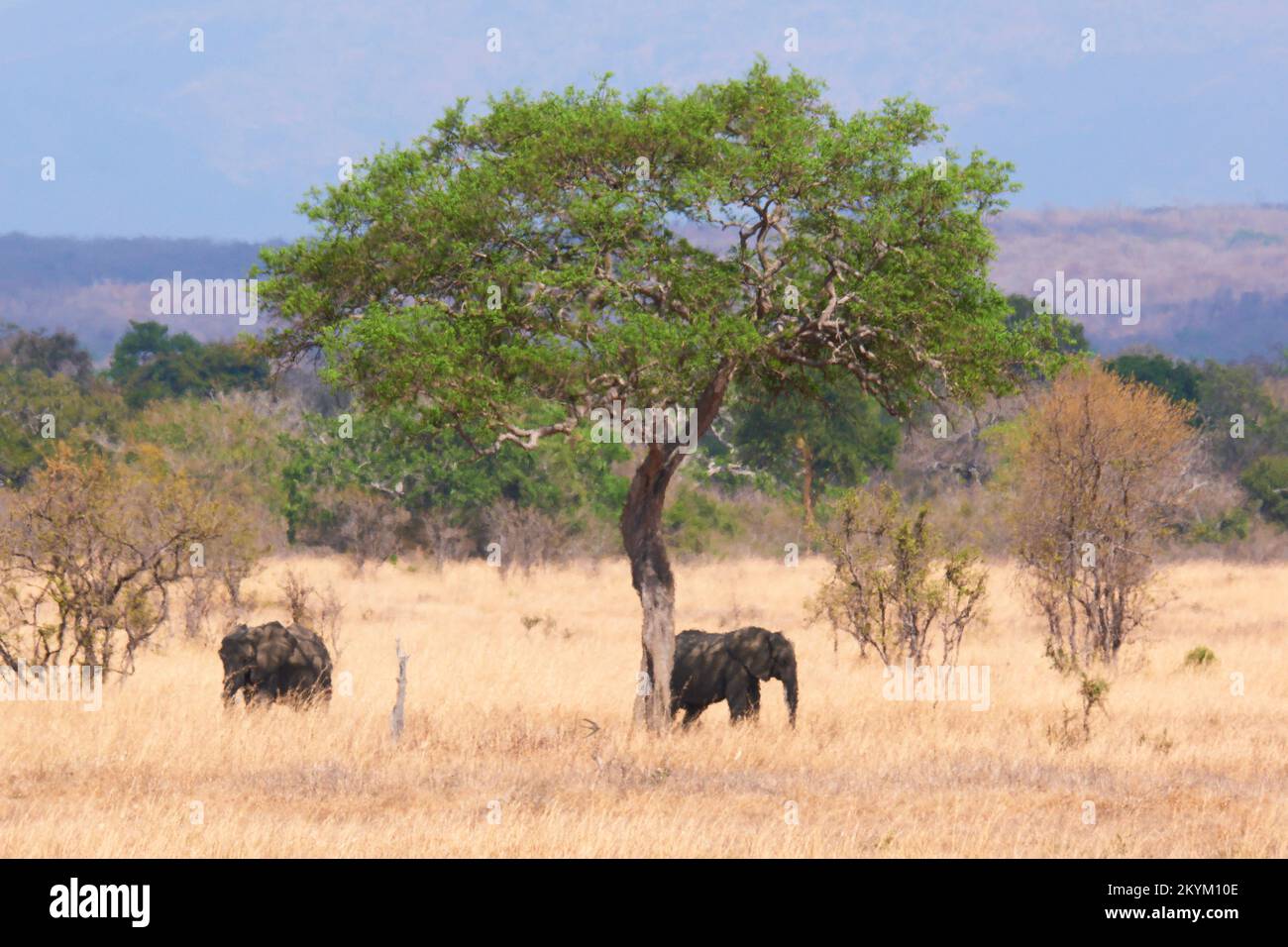 African Bush Elephants hide from the sun in the shade of a tree, seen through the shimmering heat haze  in the dry grassy plain in the midday heat of Stock Photo
