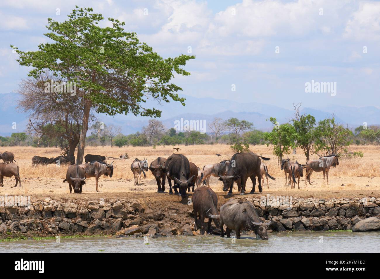 Buffalo, carrying Oxpecker tick eating birds, and Wildebeest stop in a watering hole to drink in the midday heat of  Mikumi National park in dry seaso Stock Photo