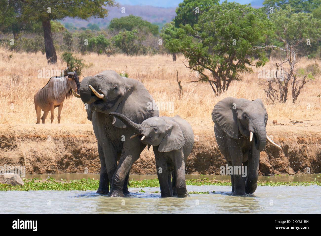 African Bush Elephants stop in a watering hole to drink in the midday heat of  Mikumi National park in dry season Stock Photo