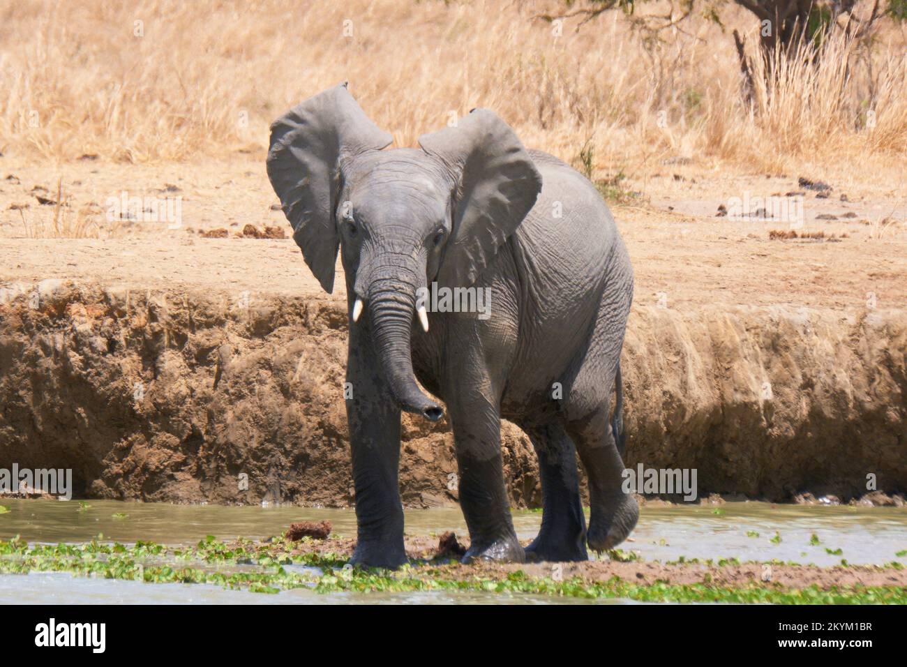 A young African Bush Elephant stops in a watering hole to drink in the midday heat of  Mikumi National park in dry season Stock Photo