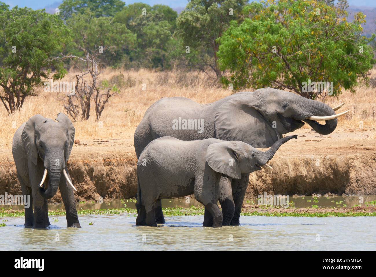 African Bush Elephants stop in a watering hole to drink in the midday heat of  Mikumi National park in dry season Stock Photo