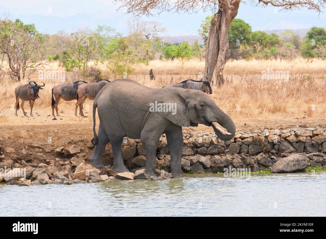 An African Bush Elephant stops in a watering hole to drink in the midday heat of  Mikumi National park in dry season Stock Photo