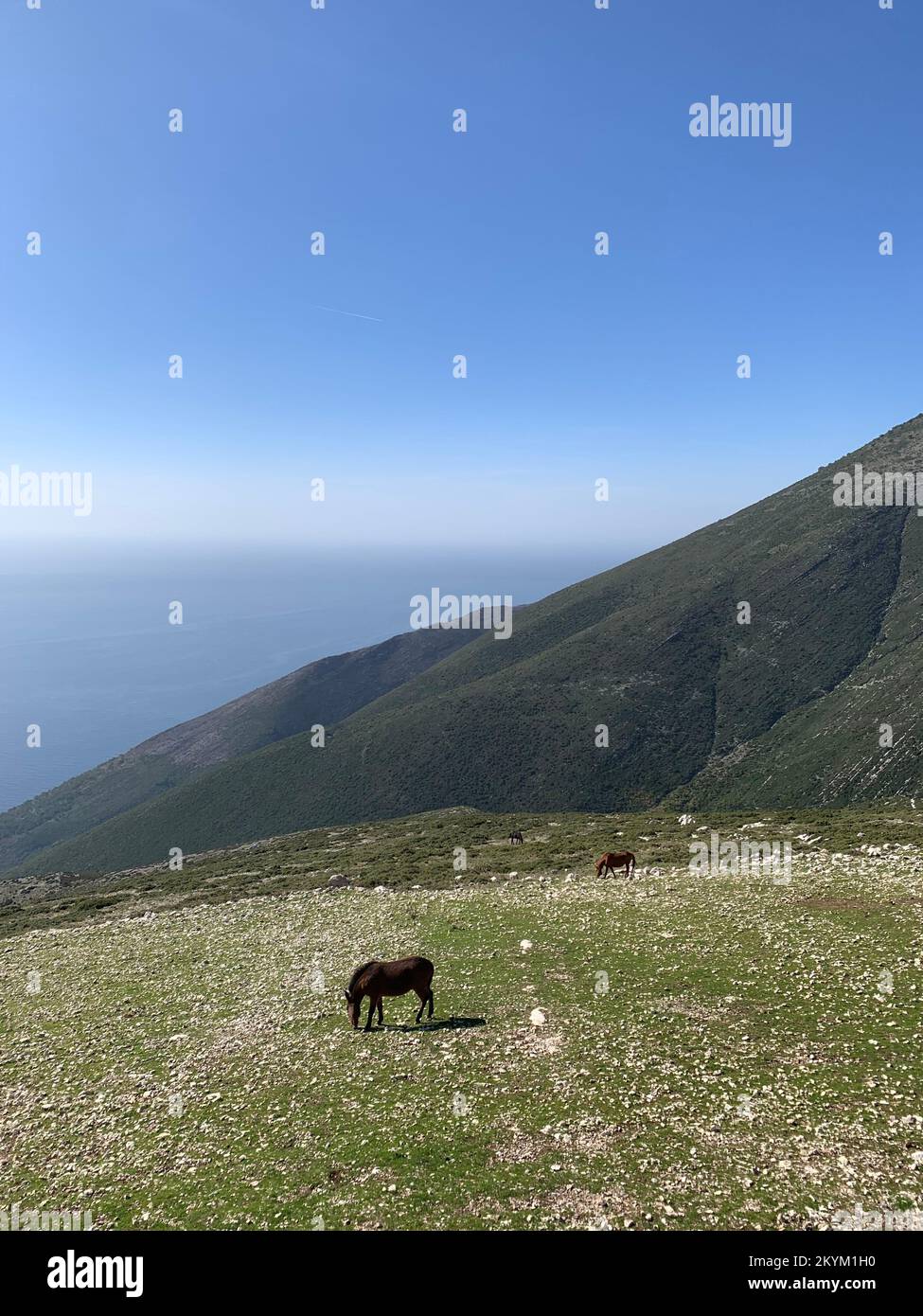 Horse in the pasture at the top of mountain with a sea in the background Stock Photo