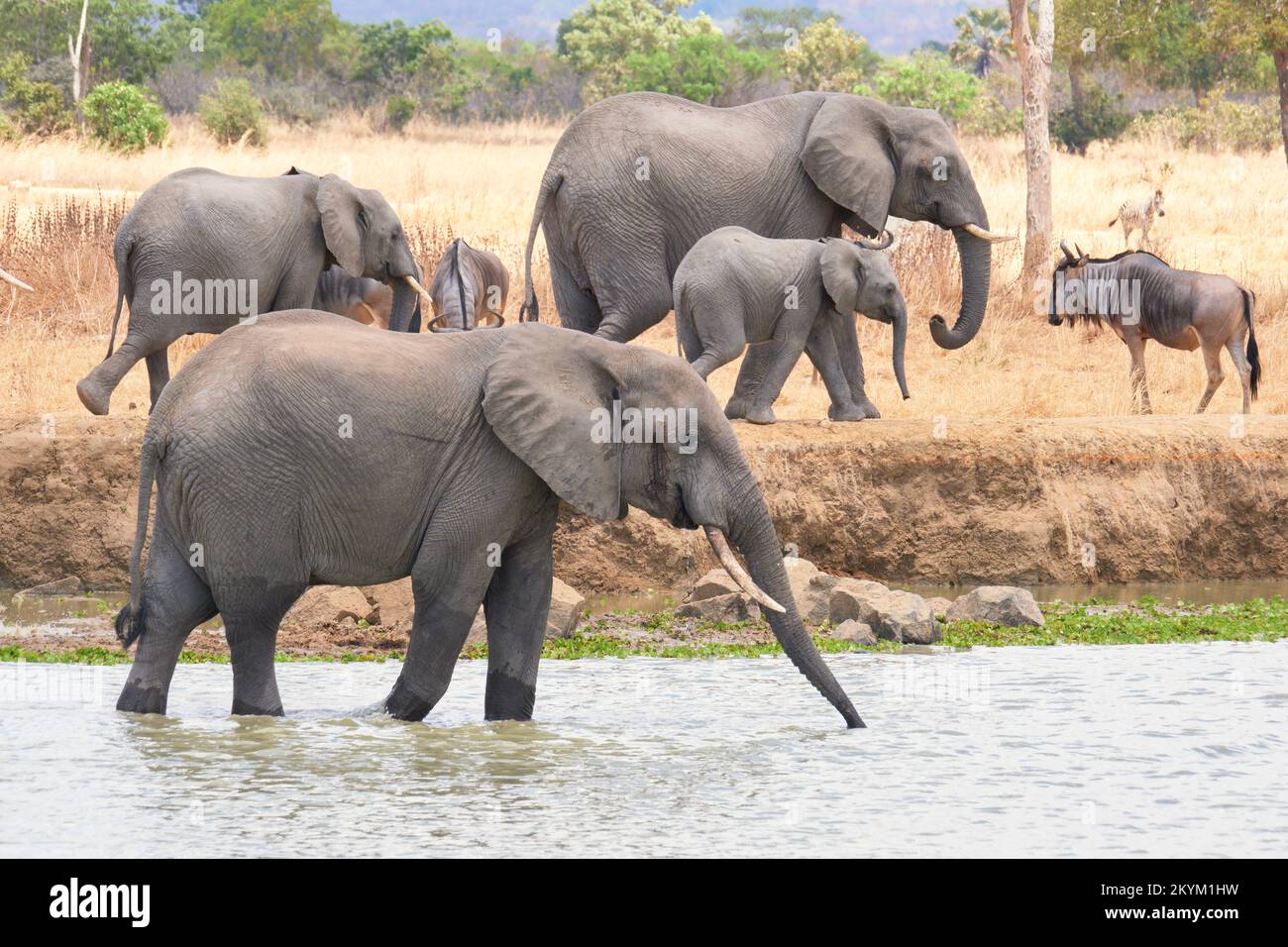 A family of African Bush Elephants stop in a watering hole to drink in the midday heat of  Mikumi National park in dry season Stock Photo