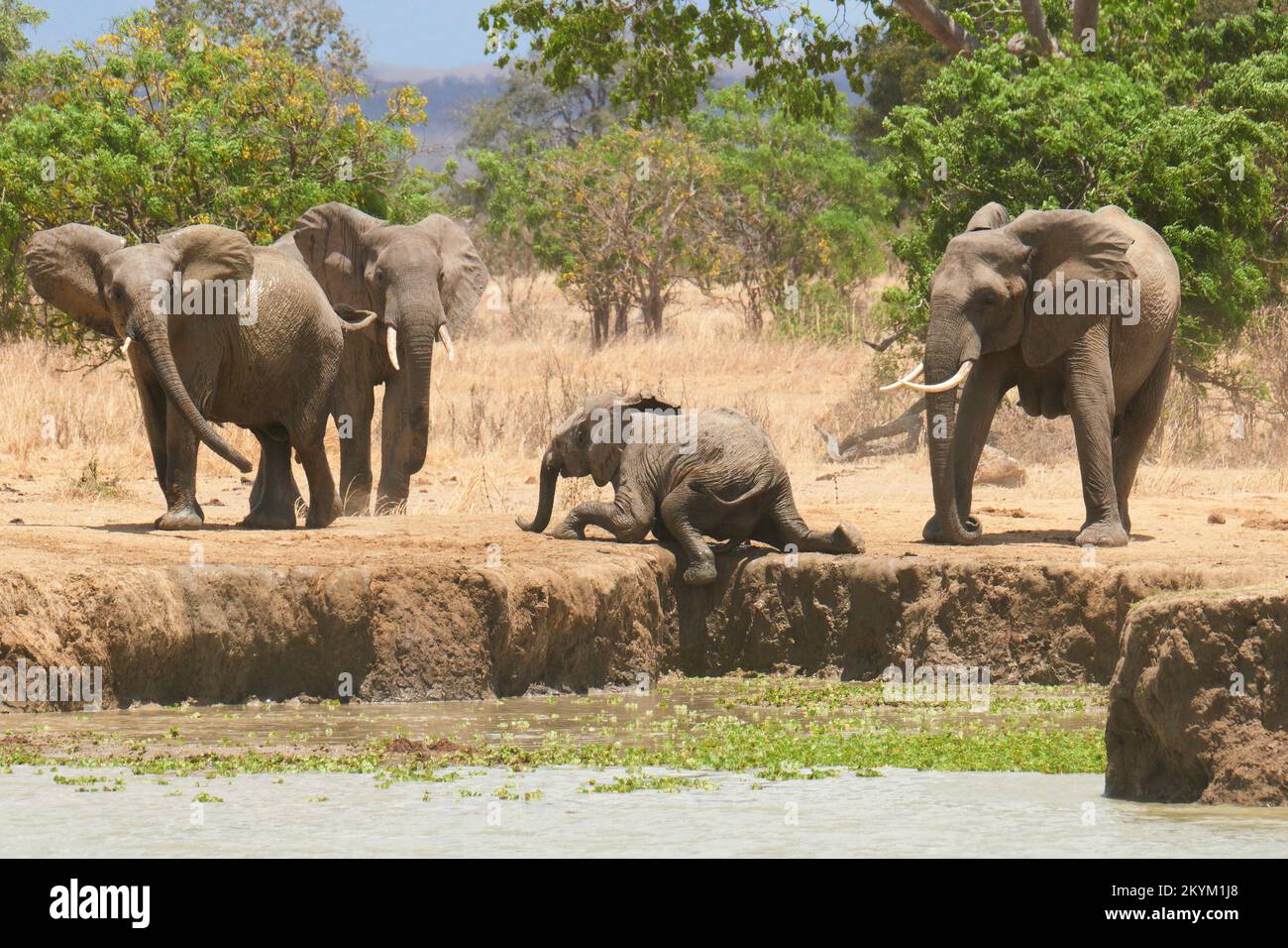 A young elephant struggles to climb up a watering hole bank as a  family of African Bush Elephants stop in a watering hole to drink in the midday heat Stock Photo