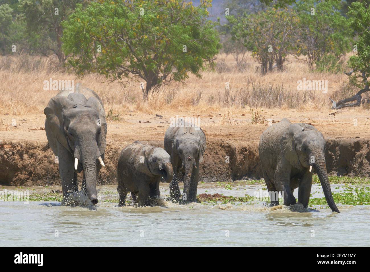 A family of African Bush Elephants stop in a watering hole to drink in the midday heat of  Mikumi National park in dry season Stock Photo