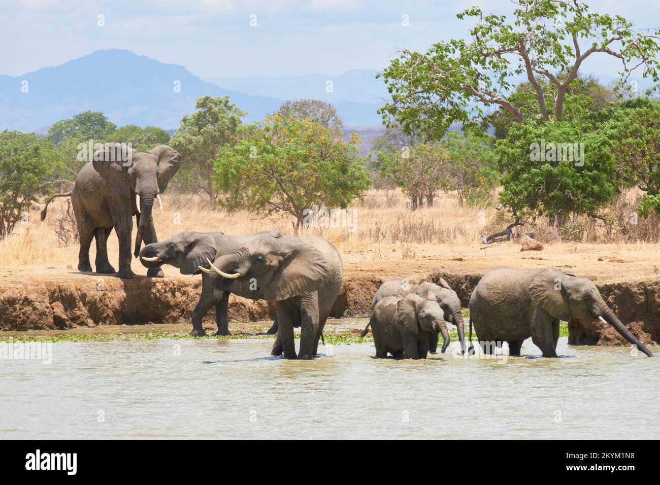 An Angry Bull African Bush Elephant chases a rival herd of elephants away as they stop in a watering hole to drink in the midday heat of  Mikumi Natio Stock Photo