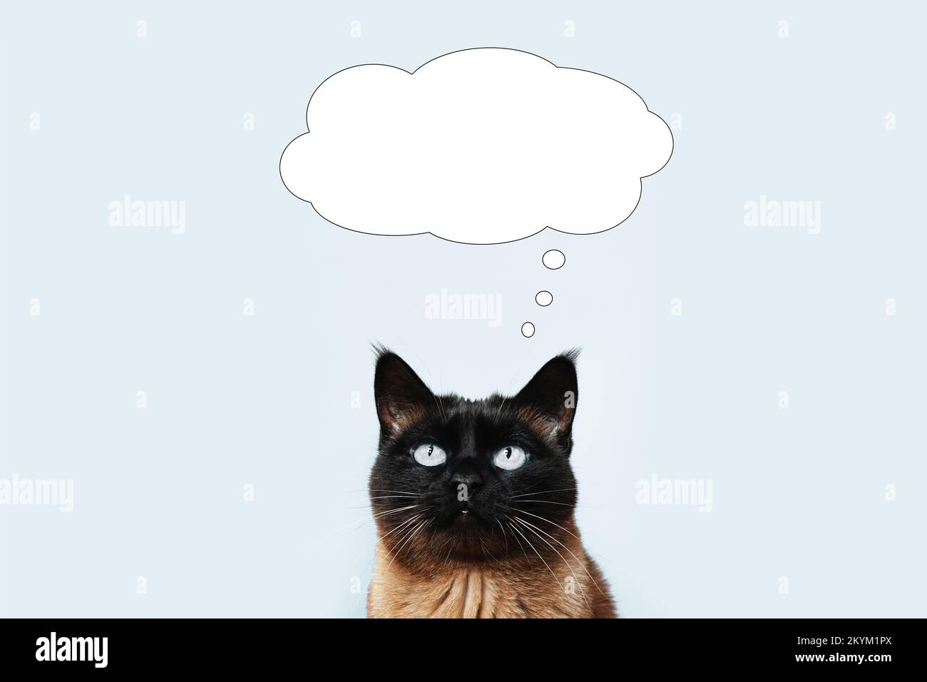 cat thinking or dreaming of something in thought bubble with copy space Stock Photo