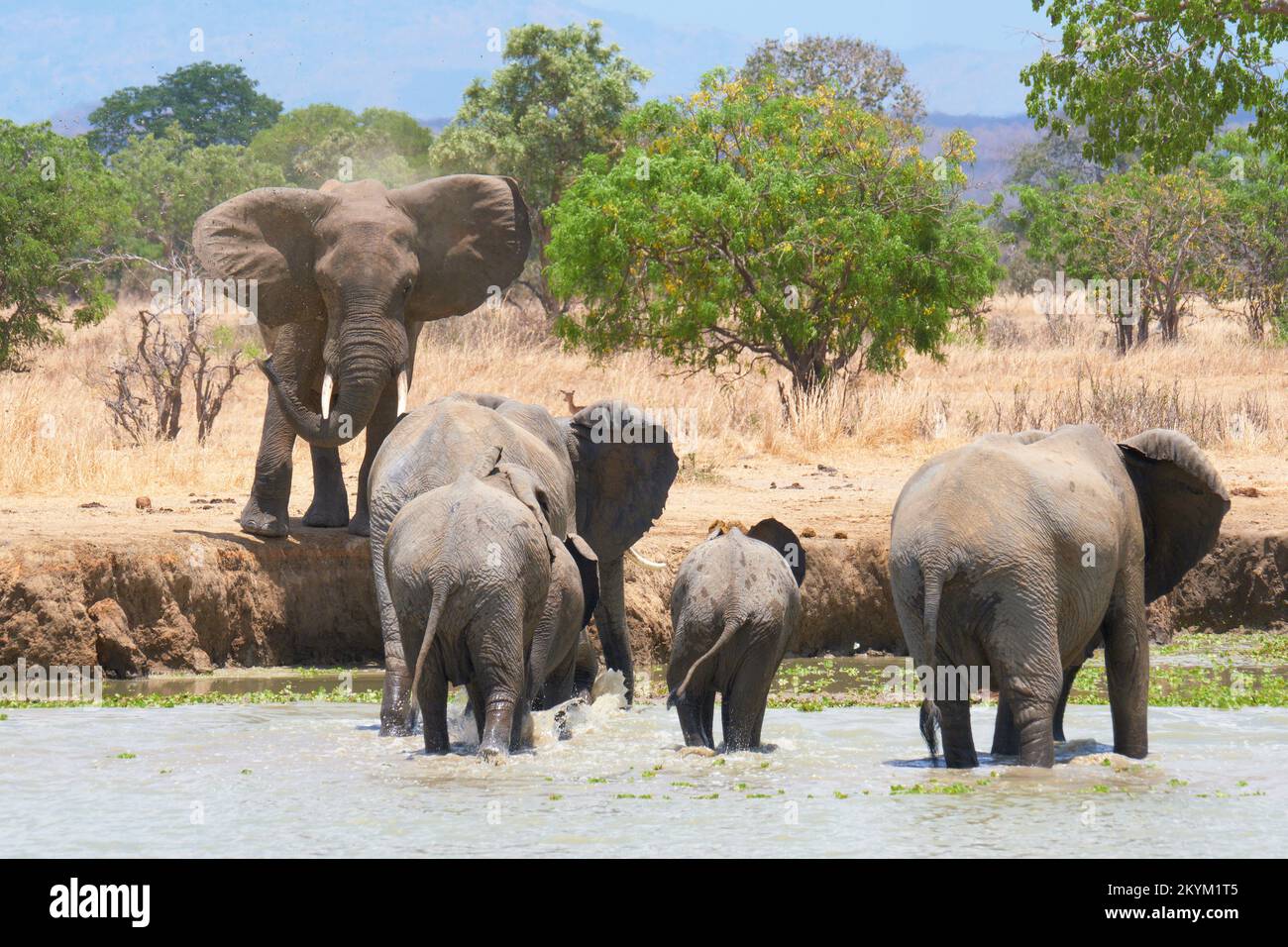 An Angry Bull African Bush Elephant chases a rival herd of elephants away as they stop in a watering hole to drink in the midday heat of  Mikumi Natio Stock Photo
