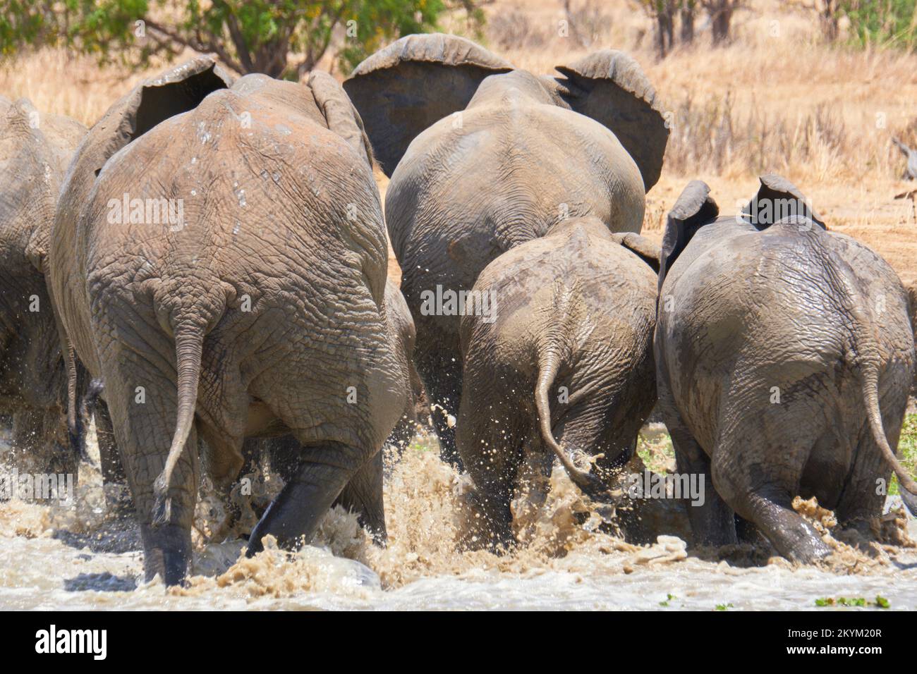 A family of African Bush Elephants splash as they leave a watering hole to drink in the midday heat of  Mikumi National park in dry season Stock Photo