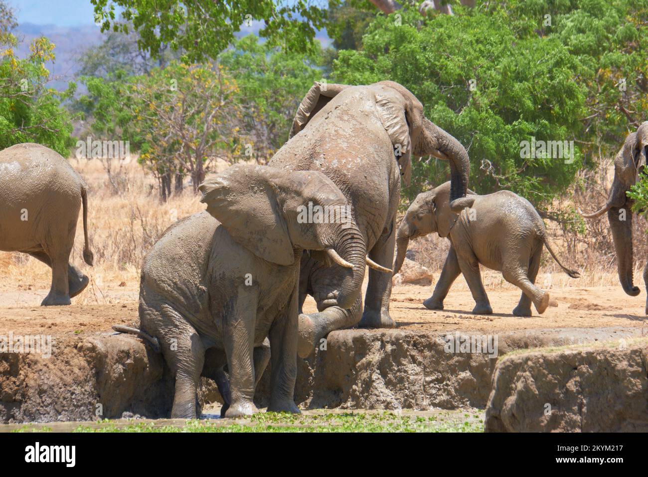 An African Bush Elephants rubs and scratches themselves on a the mud bank of a watering hole in the midday heat of  Mikumi National park in dry season Stock Photo