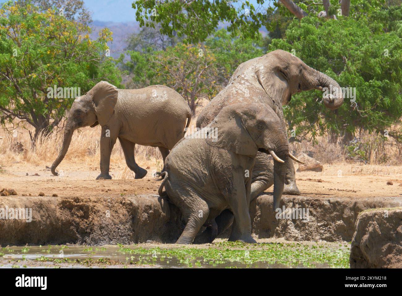 An African Bush Elephants rubs and scratches themselves on a the mud bank of a watering hole in the midday heat of  Mikumi National park in dry season Stock Photo
