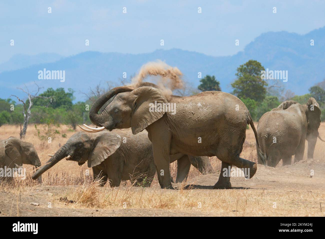 An African Bush Elephants covers themselves in dust after bathing in  a watering hole in the midday heat of  Mikumi National park in dry season Stock Photo