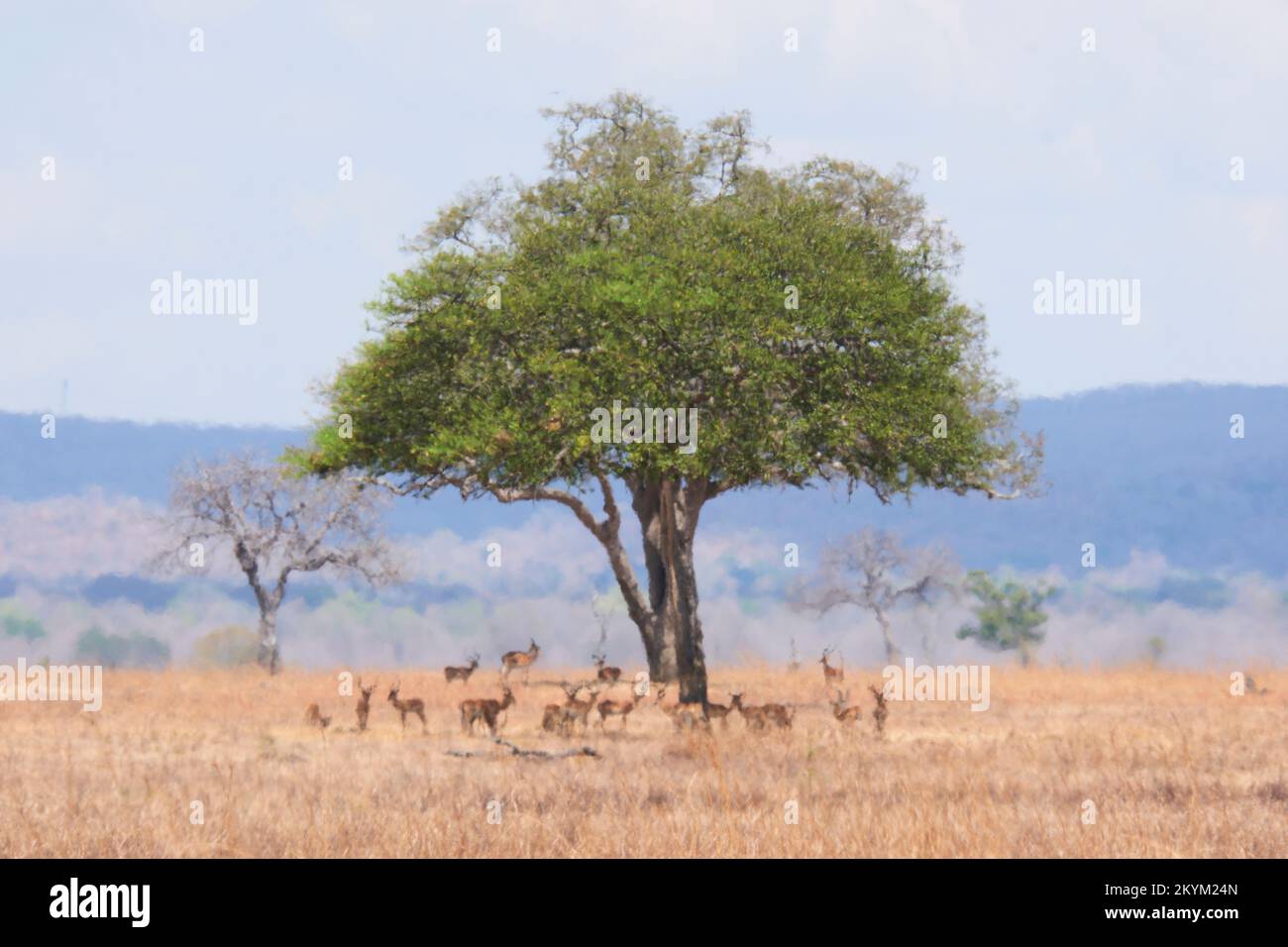 Impala hide from the sun under the shade of a tree, seen through a shimmering heat haze in the midday heat of  Mikumi National park in dry season Stock Photo