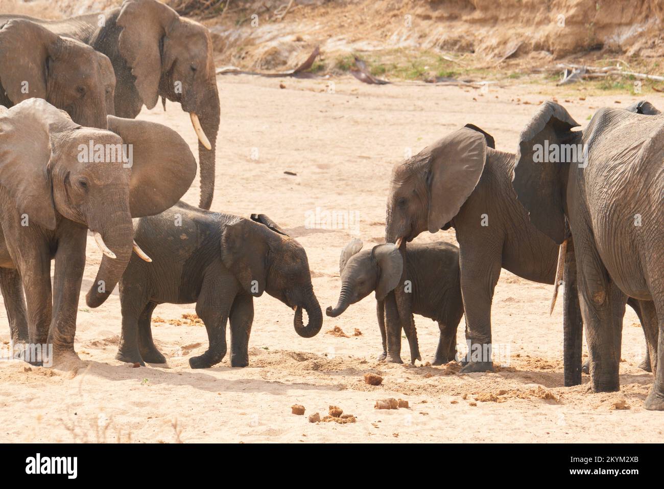 Adult and young baby Elephants dig for water in the dry Ruaha river riverbed in Ruaha national park Stock Photo
