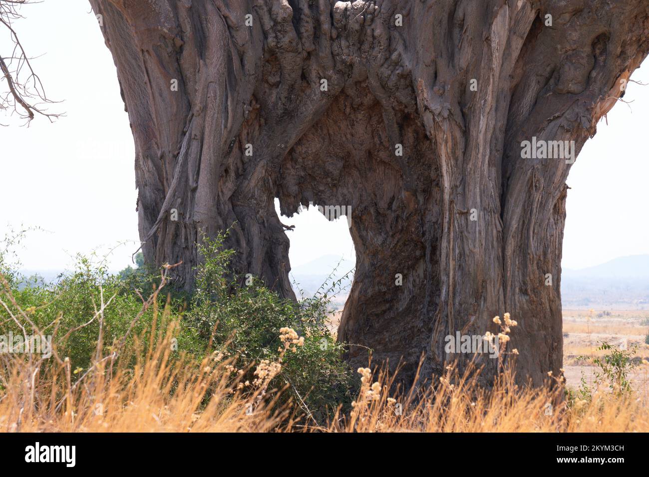 A hollow giant Baobab tree in Ruaha national park Stock Photo