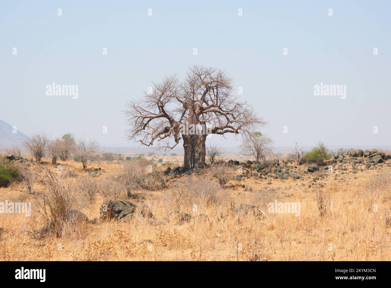 A Baobab tree in a very dry meadow in Ruaha national park Stock Photo ...