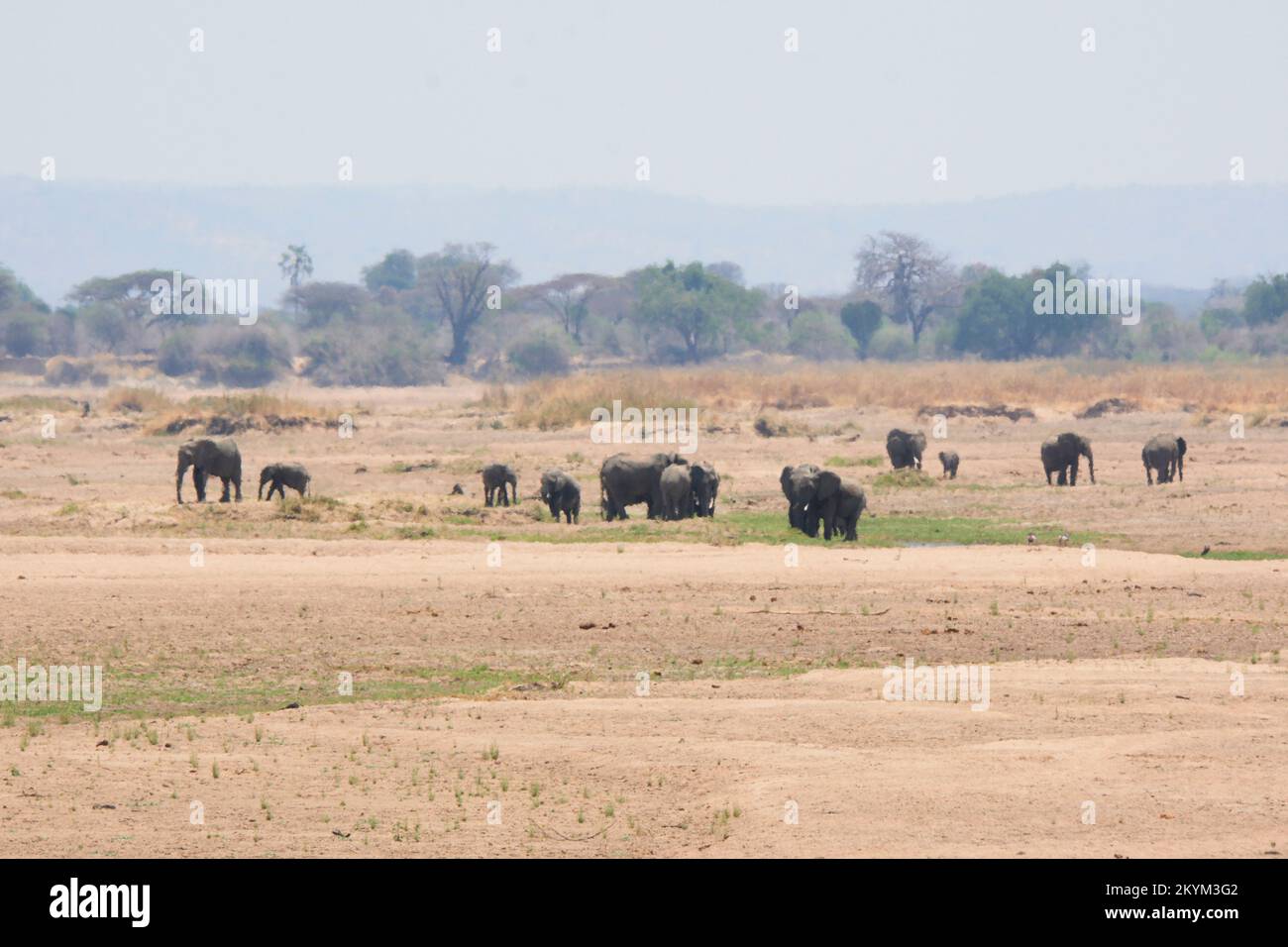 Seen through a heat haze,  Adult and young baby Elephants dig for water in the dry Ruaha river riverbed in Ruaha national park Stock Photo