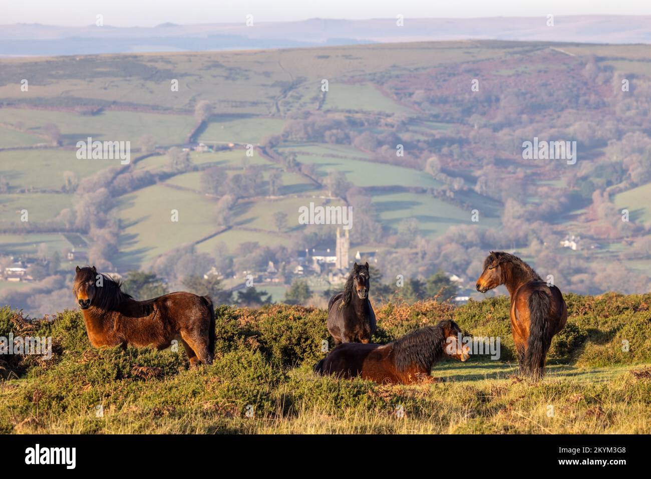 Shilstone Rocks Pedigree dartmoor Pony herd out over Widecombe in the Moor Stock Photo