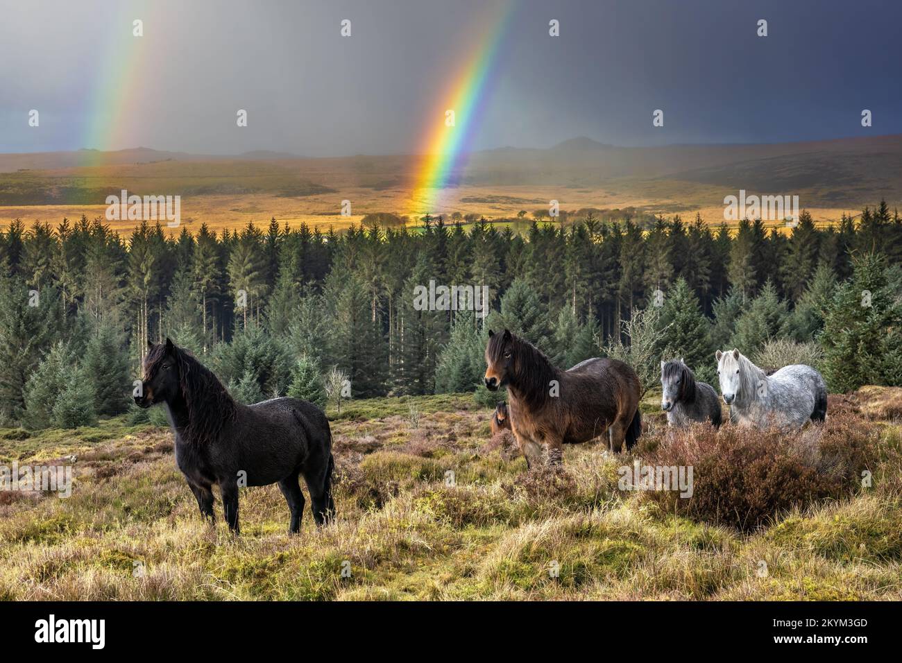 Dartmoor pony heritage trust herd hires stock photography and images