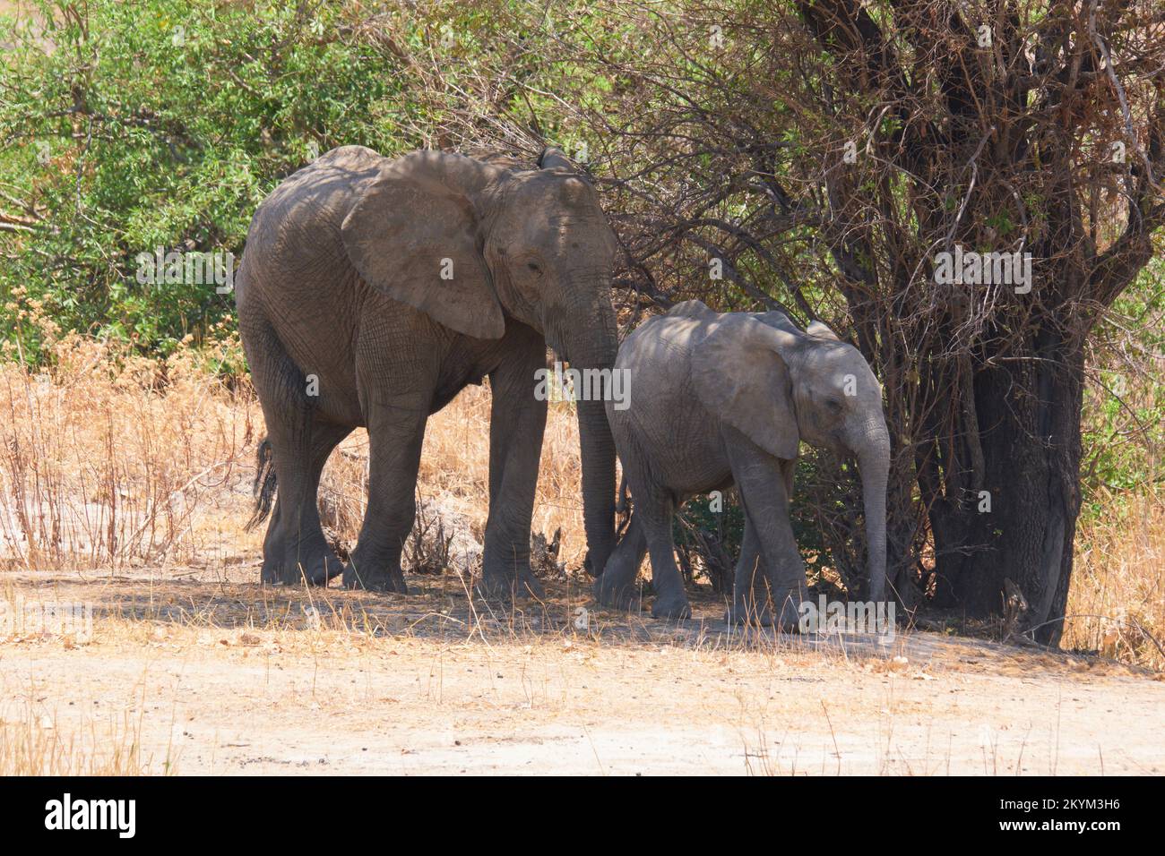 African Bush Elephants travel in search for water  in  Ruaha National park in dry season Stock Photo