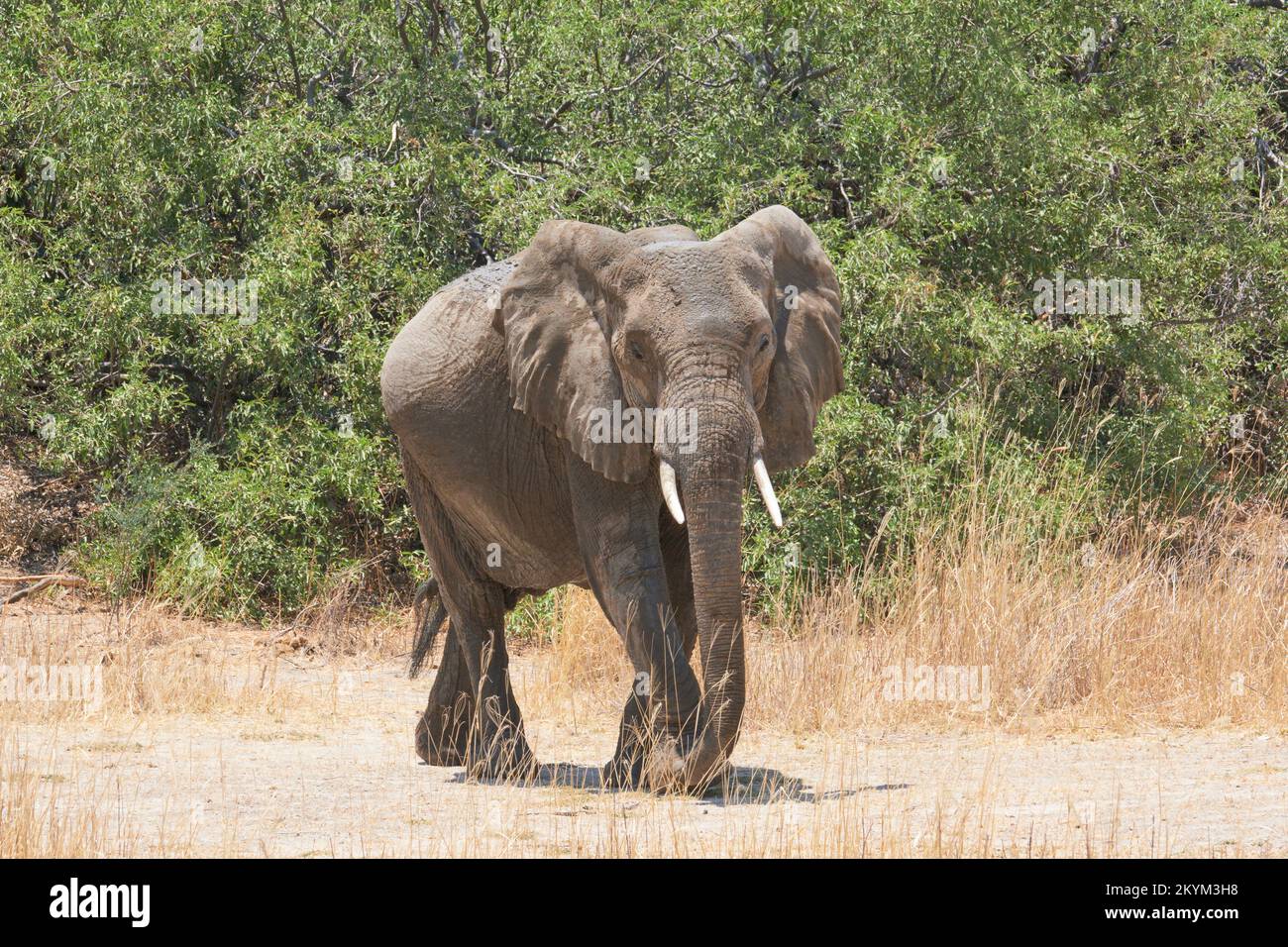 An African Bush Elephant travels in search for water  in  Ruaha National park in dry season Stock Photo