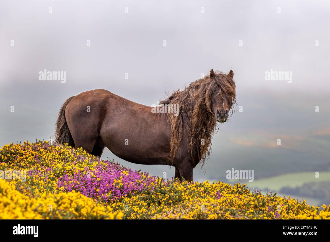 Dartmoor ponies in thier landscape hires stock photography and images