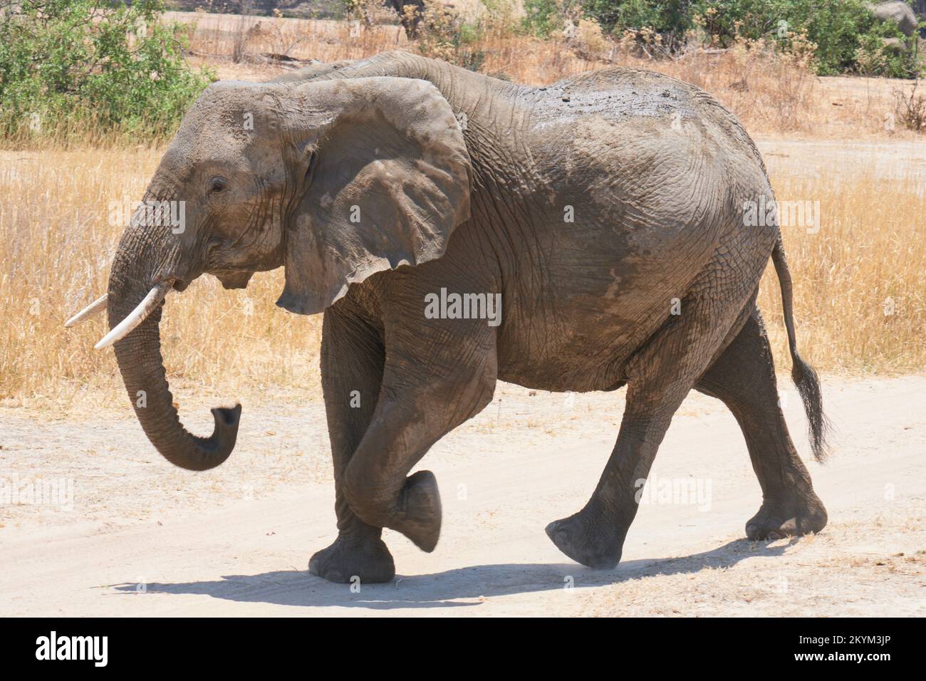 An African Bush Elephant travels in search for water  in  Ruaha National park in dry season Stock Photo