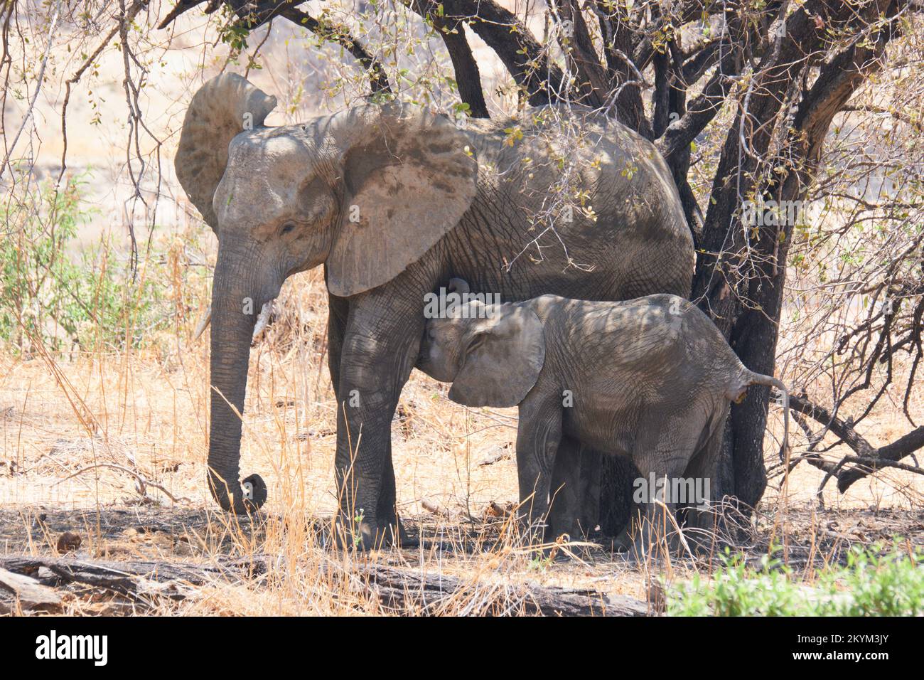 African Bush Elephants travel in search for water  in  Ruaha National park in dry season Stock Photo