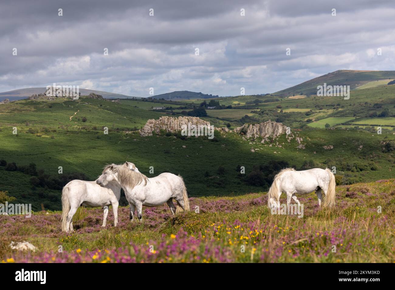 Dartmoor ponies in thier landscape hires stock photography and images