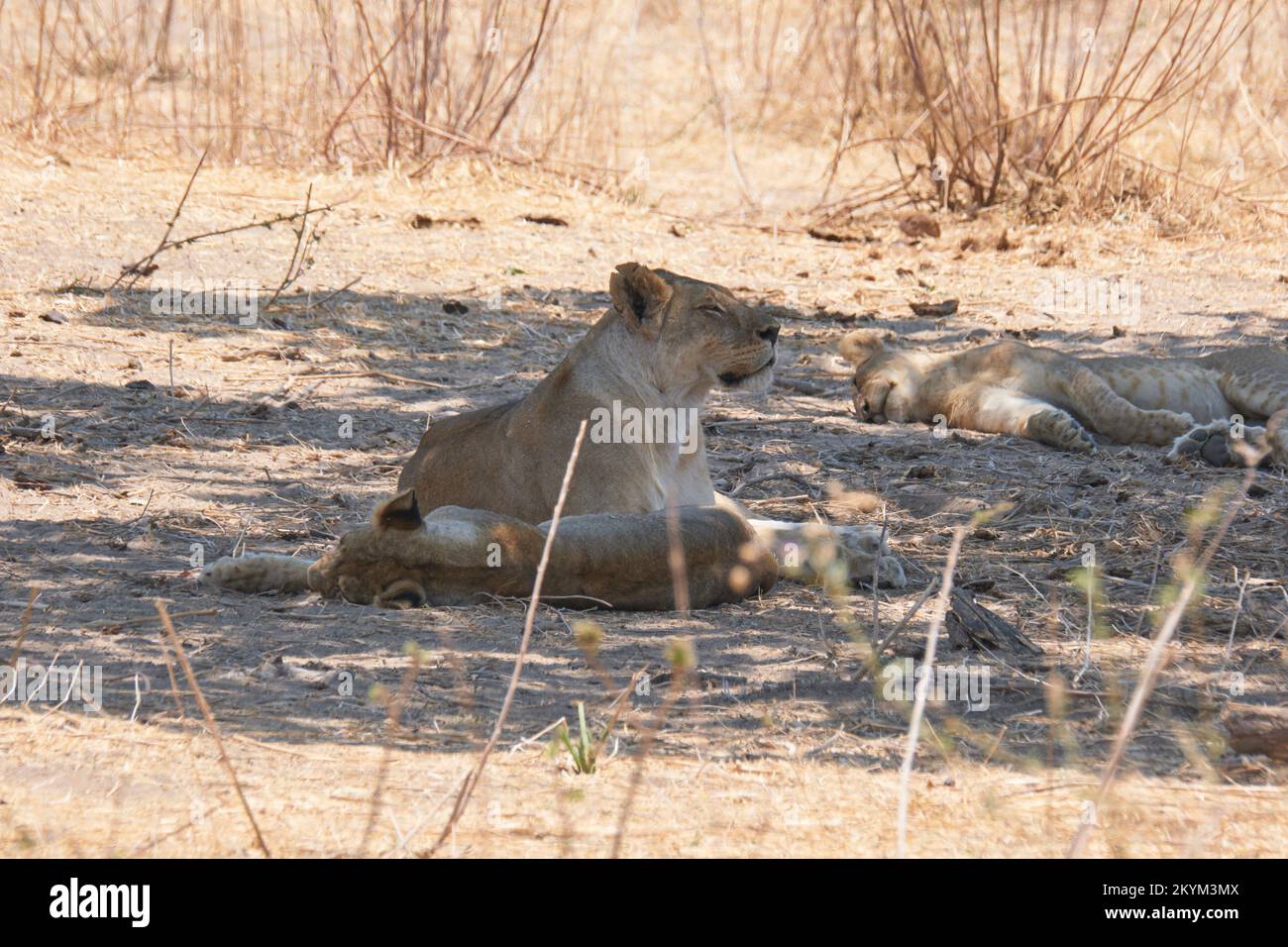 Lions rest in the midday heat in the shade of a tree in Ruaha national park Stock Photo