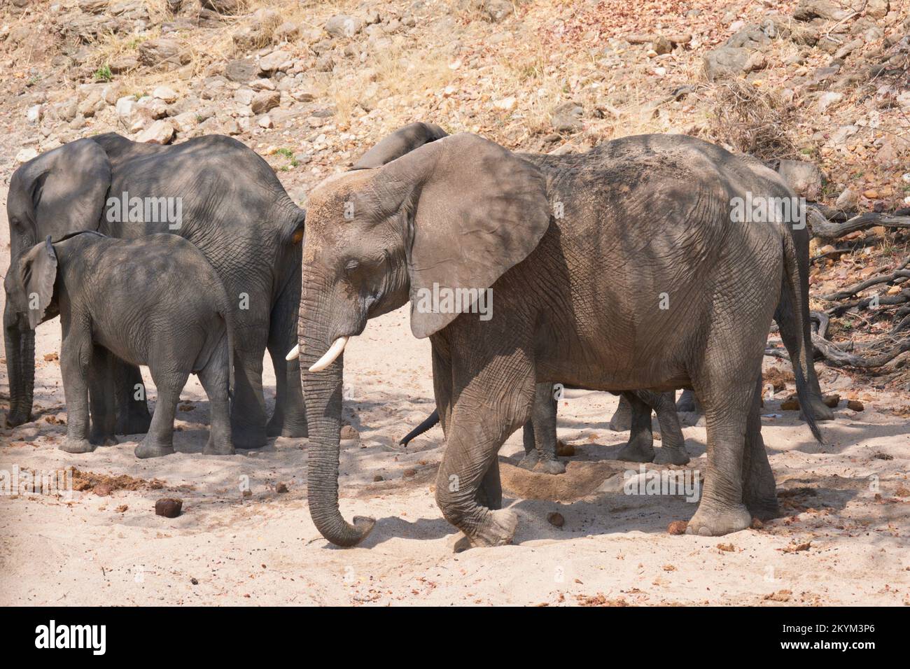 Adult and young baby Elephants dig for water in the dry Ruaha river riverbed in Ruaha national park Stock Photo