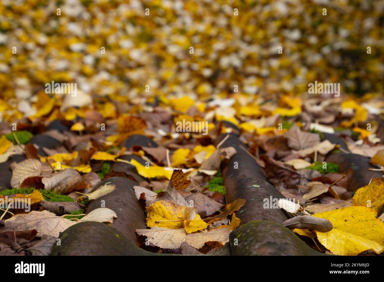Close up of autumn leaves on roof tiles with focus on foreground Stock Photo