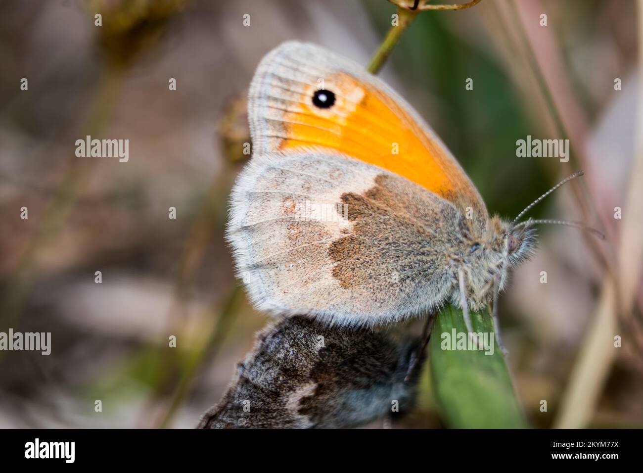 Close up on a dusky meadow brown butterfly, lepidoptera, hyponephele lycaon Stock Photo