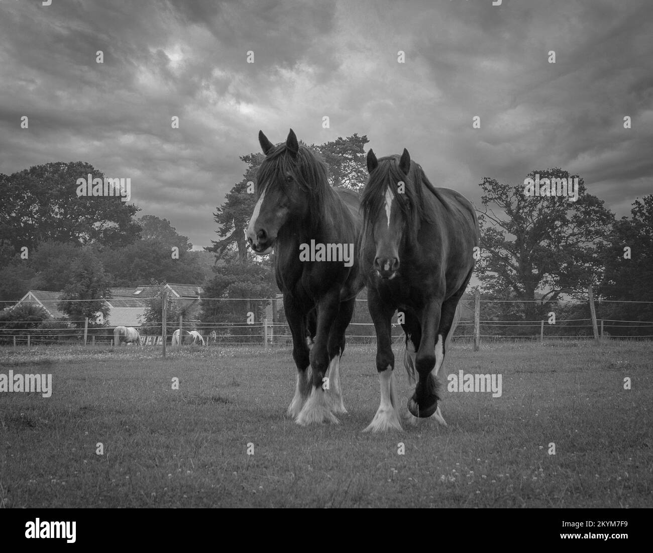 Portrait shire horse Black and White Stock Photos & Images - Alamy