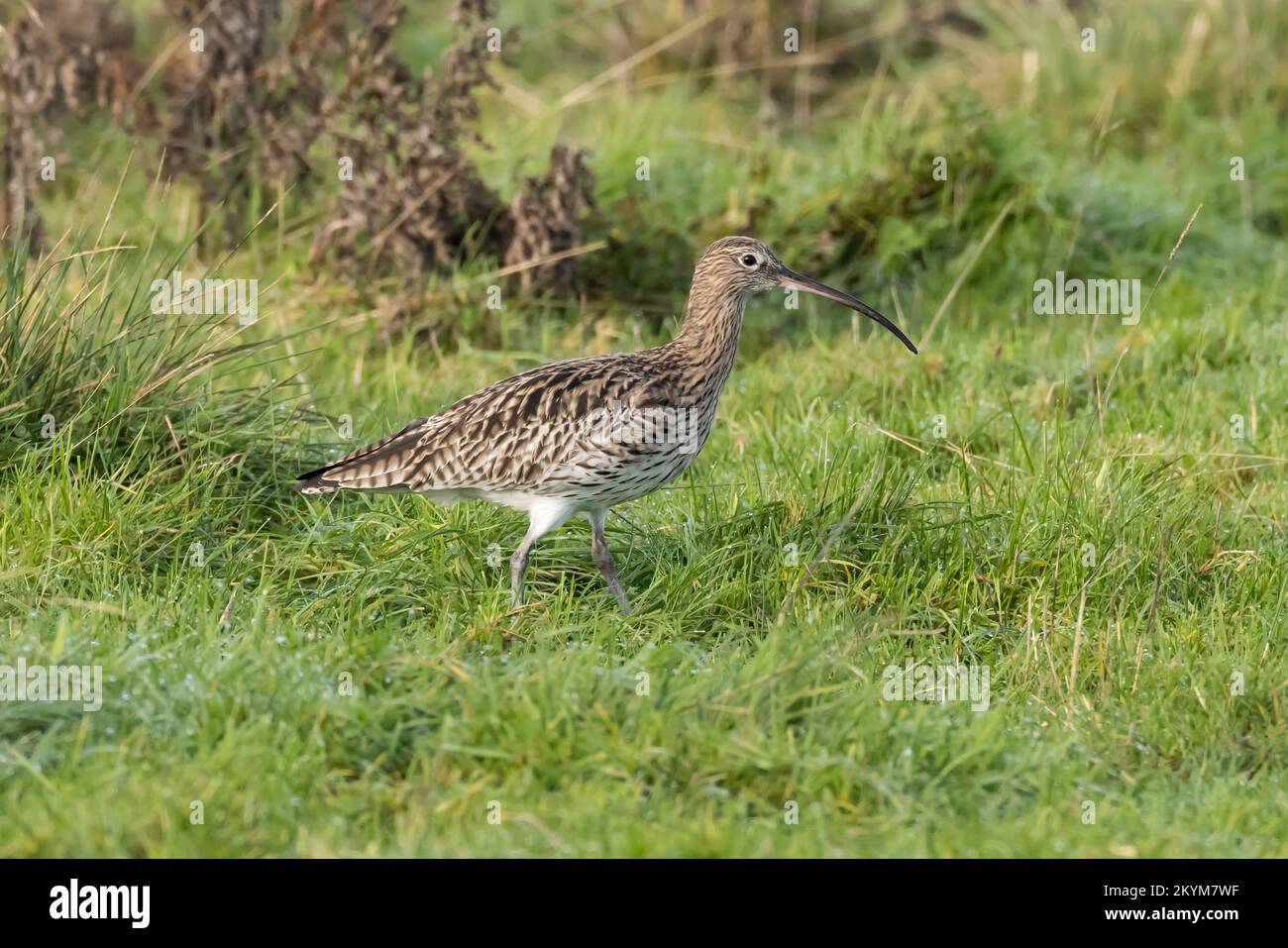 Curlew in a rough meadow Stock Photo