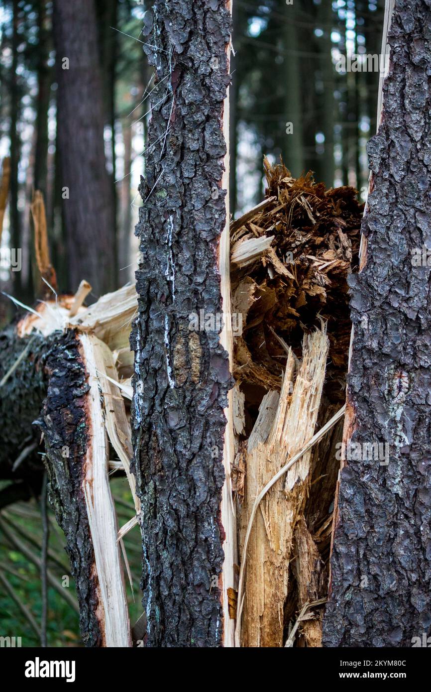 Fir tree broken after a windbreak in the forest close-up Stock Photo