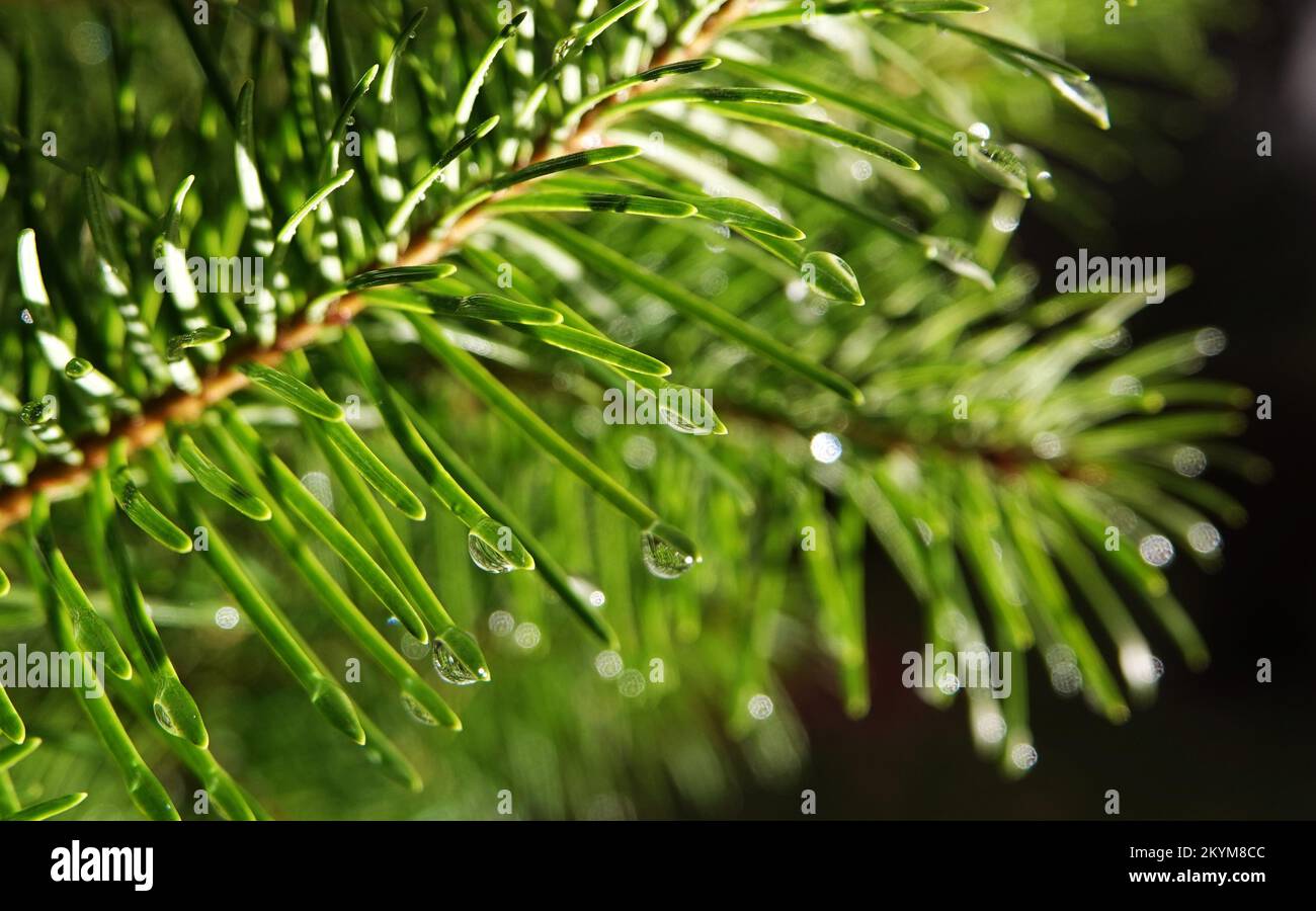Solar tree ross hi-res stock photography and images - Alamy