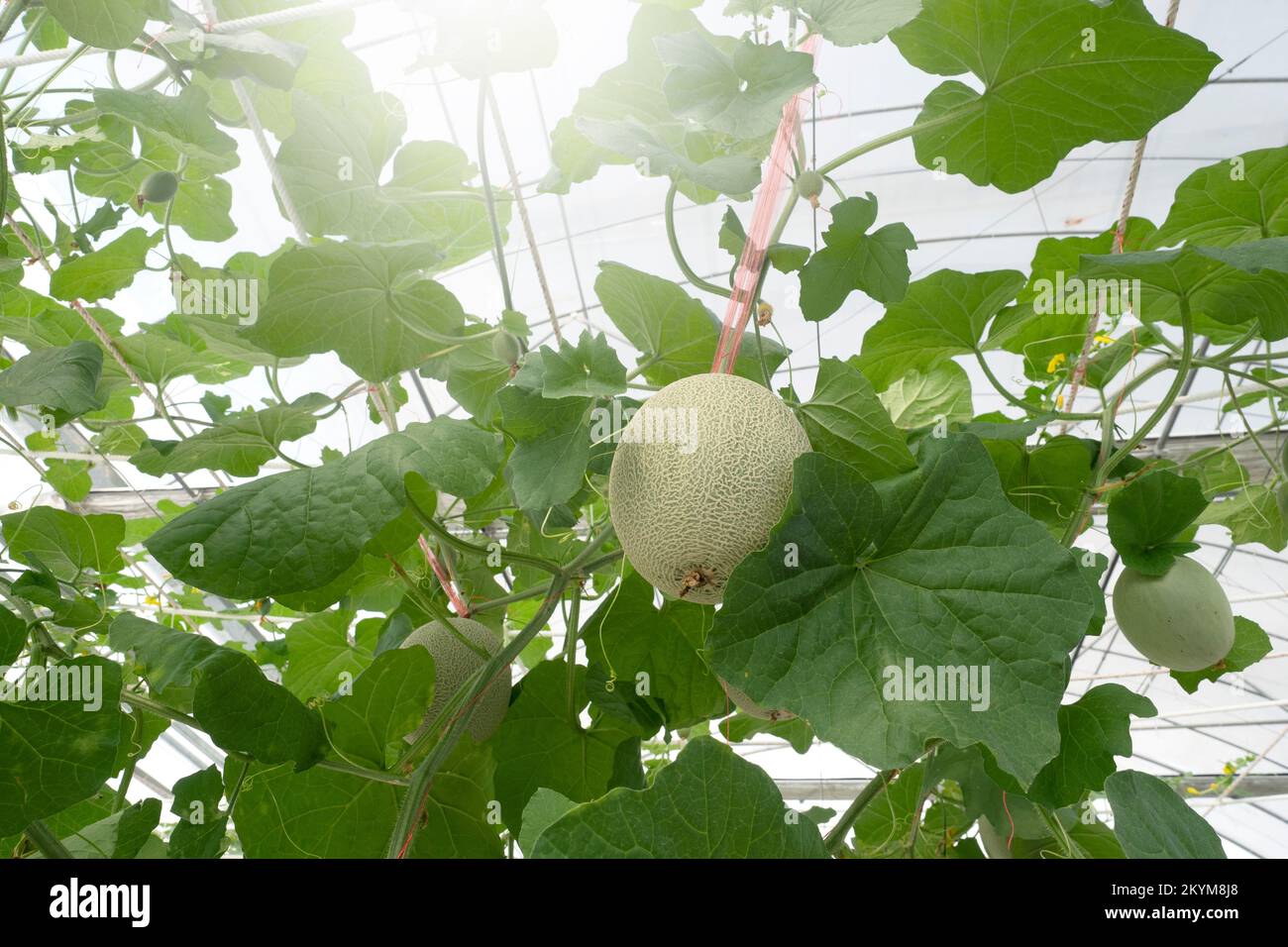 Melon fruits in Agricultural greenhouse farm Stock Photo Alamy