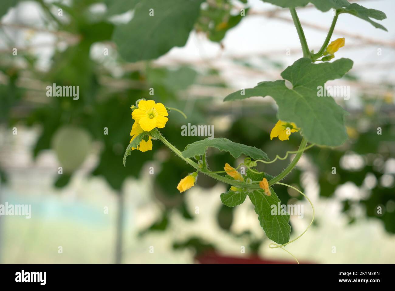Melon fruits in Agricultural greenhouse farm Stock Photo Alamy