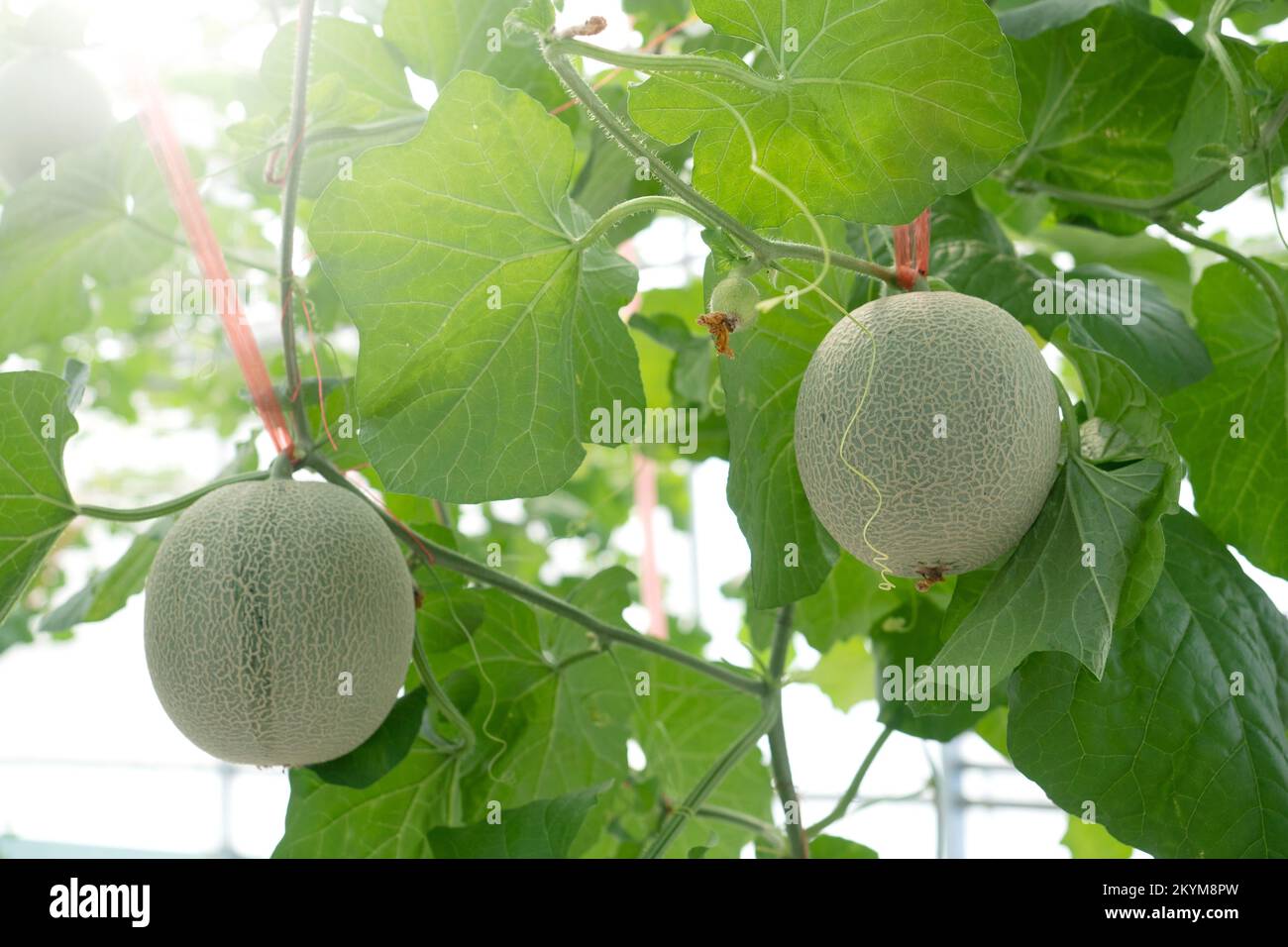 Melon fruits in Agricultural greenhouse farm Stock Photo Alamy