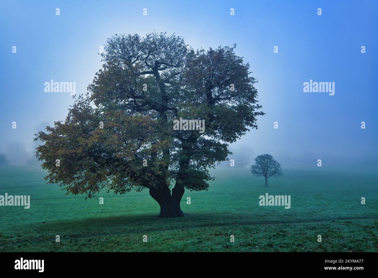 Field of fog shrouded trees hi-res stock photography and images - Alamy