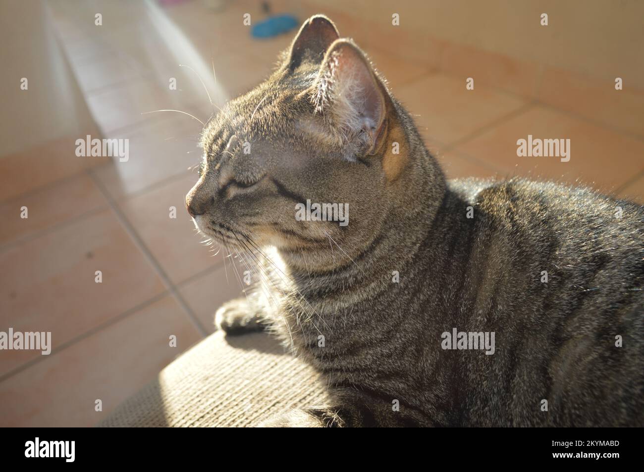 Beautiful tabby cat sunlight hi-res stock photography and images - Alamy